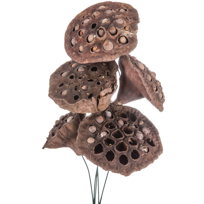 Natural Lotus Pods Hobby Lobby 286971